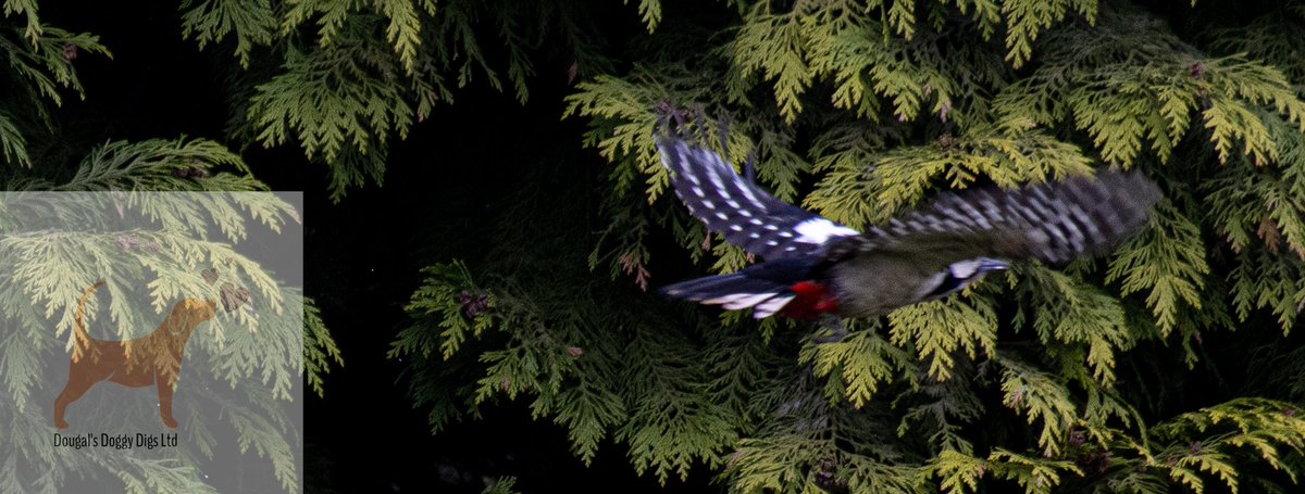 dougalsdigs's tweet photo. @RSPBEngland @Natures_Voice A few more from the bird table. Practicing a bit of #birdphotography https://t.co/5rCArE053r