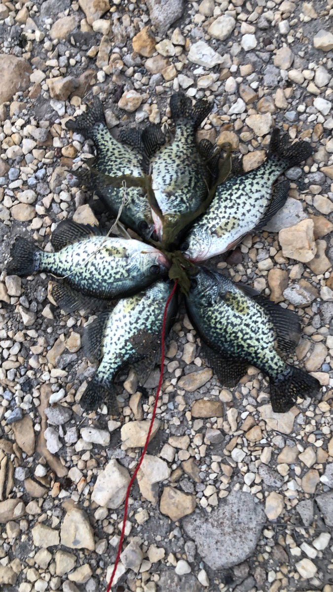 JoshuaFLW20's tweet photo. A quick 30 minute trip to pass the time, nothing gonna stop me from getting supper on the table for the family! #CrappieFishing #IGotSupper #SpinnerLure #FishingBasics https://t.co/BGTul7nzPO