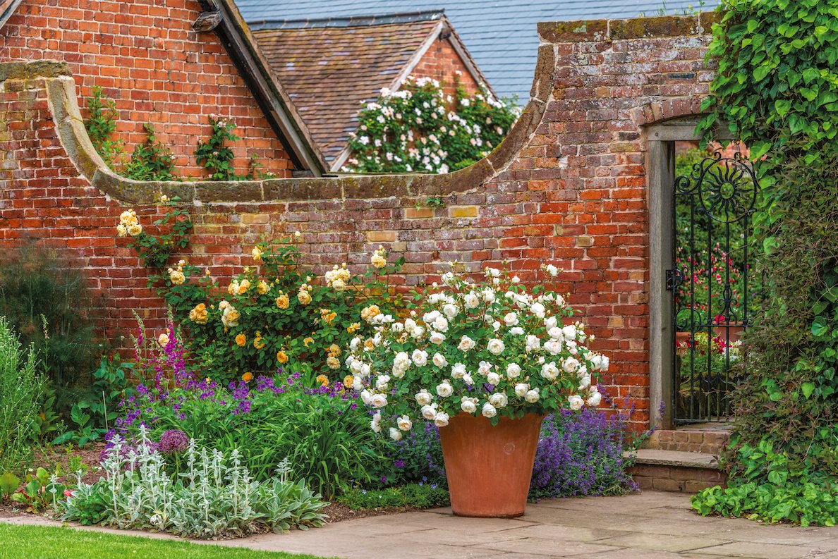 At 4pm today we will be sharing another FREE presentation from the 2019 Spring Conference with SGD members. Watch world-renowned rose expert Michael Marriott discuss 'The Wonderful Rose'.  Available until midnight on Sunday. Look out for an email with free-to-download link.