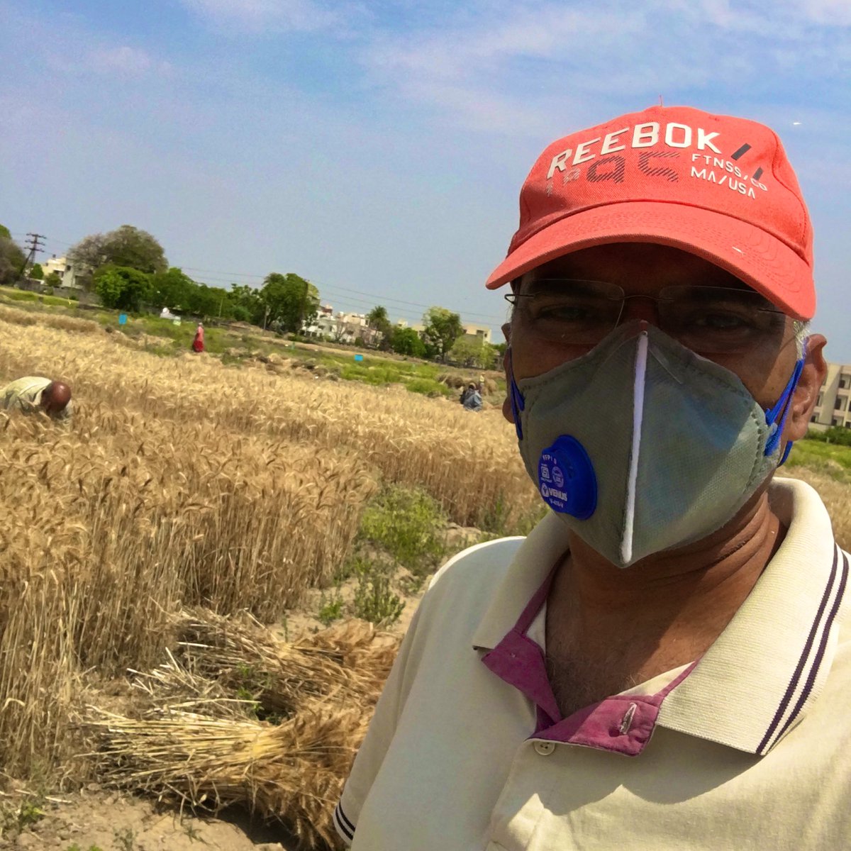 Dr.Vinod Saharan (@nanoagriculture) on Twitter photo Wheat harvesting, #slowrelease #chitosan under pandemic #Covid_19 <a href="/MpuatUdaipur/">MPUAT Udaipur</a> <a href="/icarindia/">Indian Council of Agricultural Research.</a> <a href="/AgriGoI/">Agriculture INDIA</a> <a href="/DrUrmilasoil/">Dr Urmila Dhayal Dhankhar</a> @Deepa26836653 <a href="/CIMMYT/">CIMMYT</a> Wheat harvesting, #slowrelease #chitosan under pandemic #Covid_19 <a href="/MpuatUdaipur/">MPUAT Udaipur</a> <a href="/icarindia/">Indian Council of Agricultural Research.</a> <a href="/AgriGoI/">Agriculture INDIA</a> <a href="/DrUrmilasoil/">Dr Urmila Dhayal Dhankhar</a> @Deepa26836653 <a href="/CIMMYT/">CIMMYT</a>