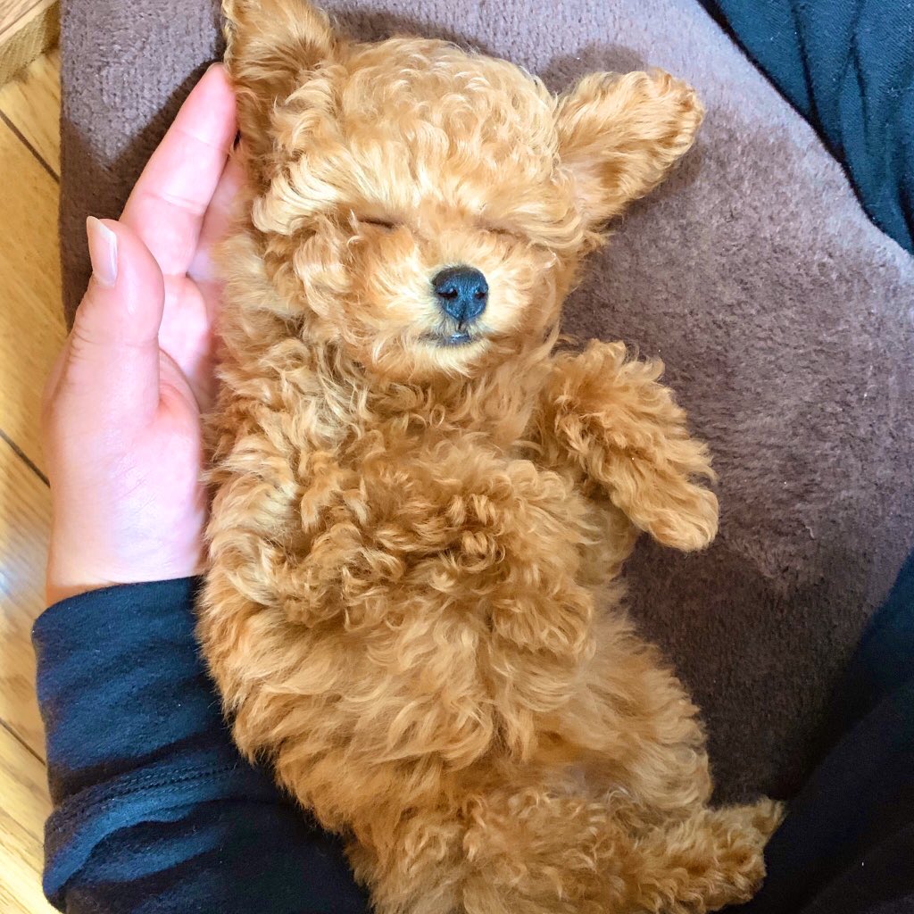 ainaaa_28's tweet photo. Twitterでもご報告!!
新しく家族になったマルプーの𝐌𝐎𝐊𝐎ちゃんです🐶
これから沢山の思い出を一緒に作っていきたいと思ってます🧡
まだ小さいからもうちょっと成長したら一緒にお散歩行きたいね🐾
本当に可愛すぎて毎日癒される生活🌿
あぁ〜、大好きが溢れてる…♡ https://t.co/jQgmzuVyqA
