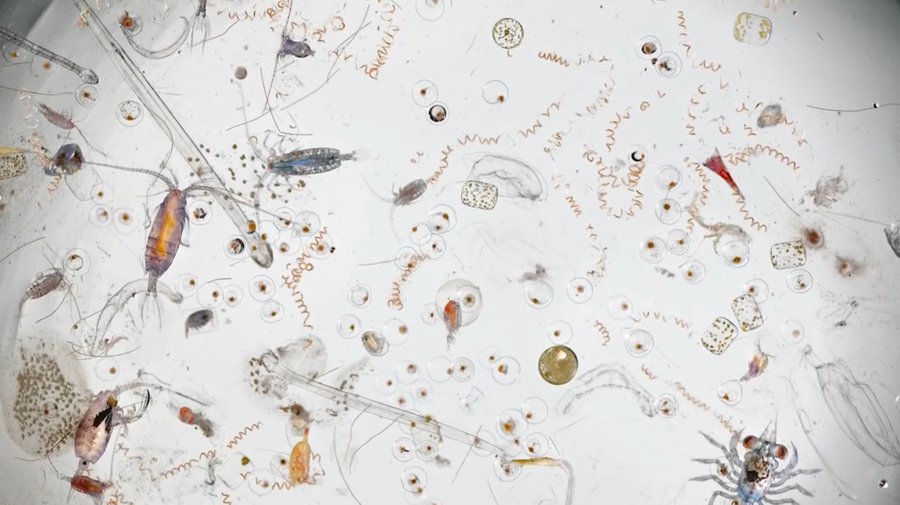 Fact2Fun's tweet photo. Single Drop of Sea Water Under Electron Microscope. https://t.co/gc31GDPyLQ
