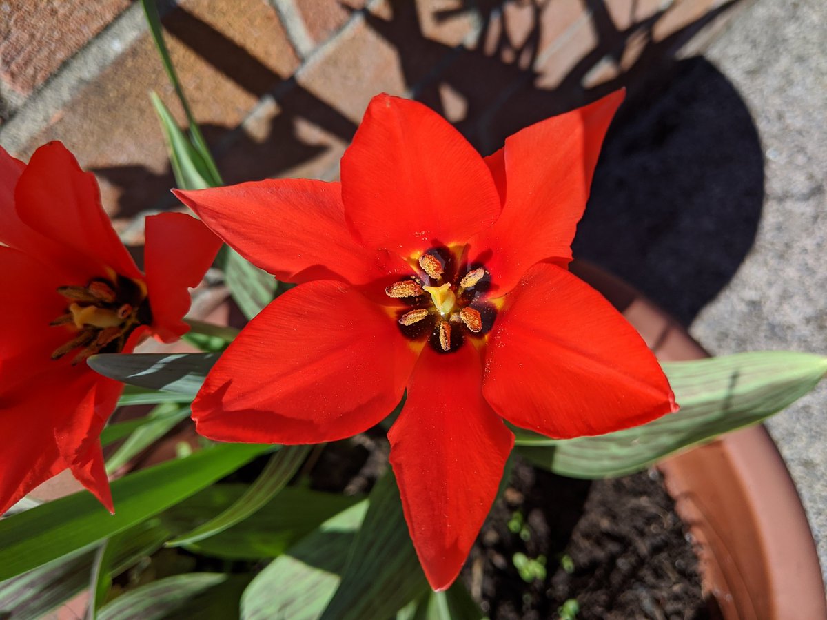 estalaverick's tweet photo. Loving my garden during lockdown ❤️ https://t.co/CUMoNQhp32