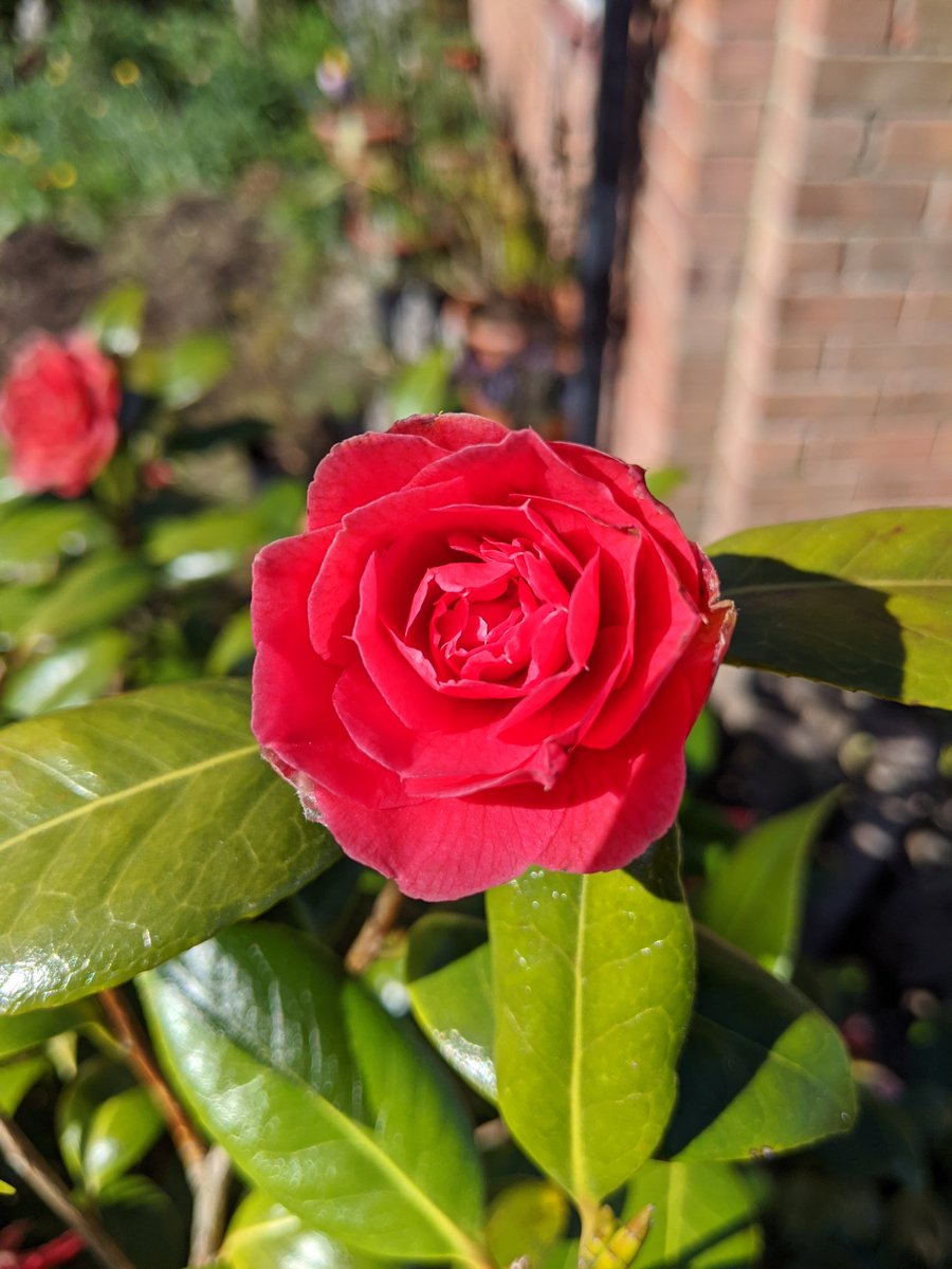 estalaverick's tweet photo. Loving my garden during lockdown ❤️ https://t.co/CUMoNQhp32