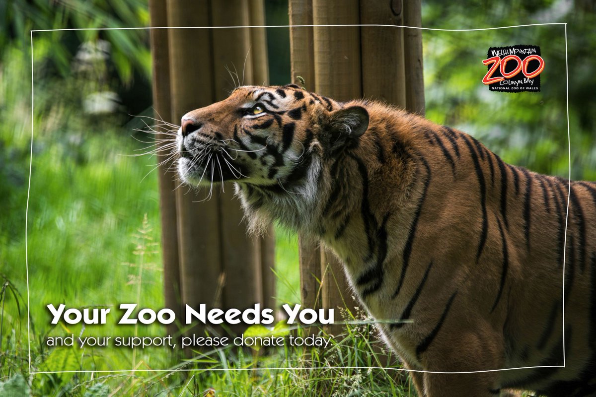 Welsh Mountain Zoo tweet media