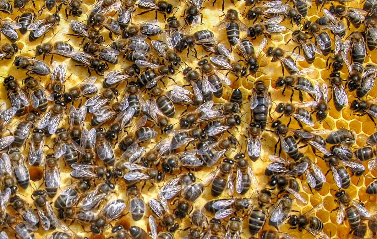 ¡Laa estrella de las visitas!
¿Veis a la reina?
instagram.com/p/B_Evns3KQ9E/…