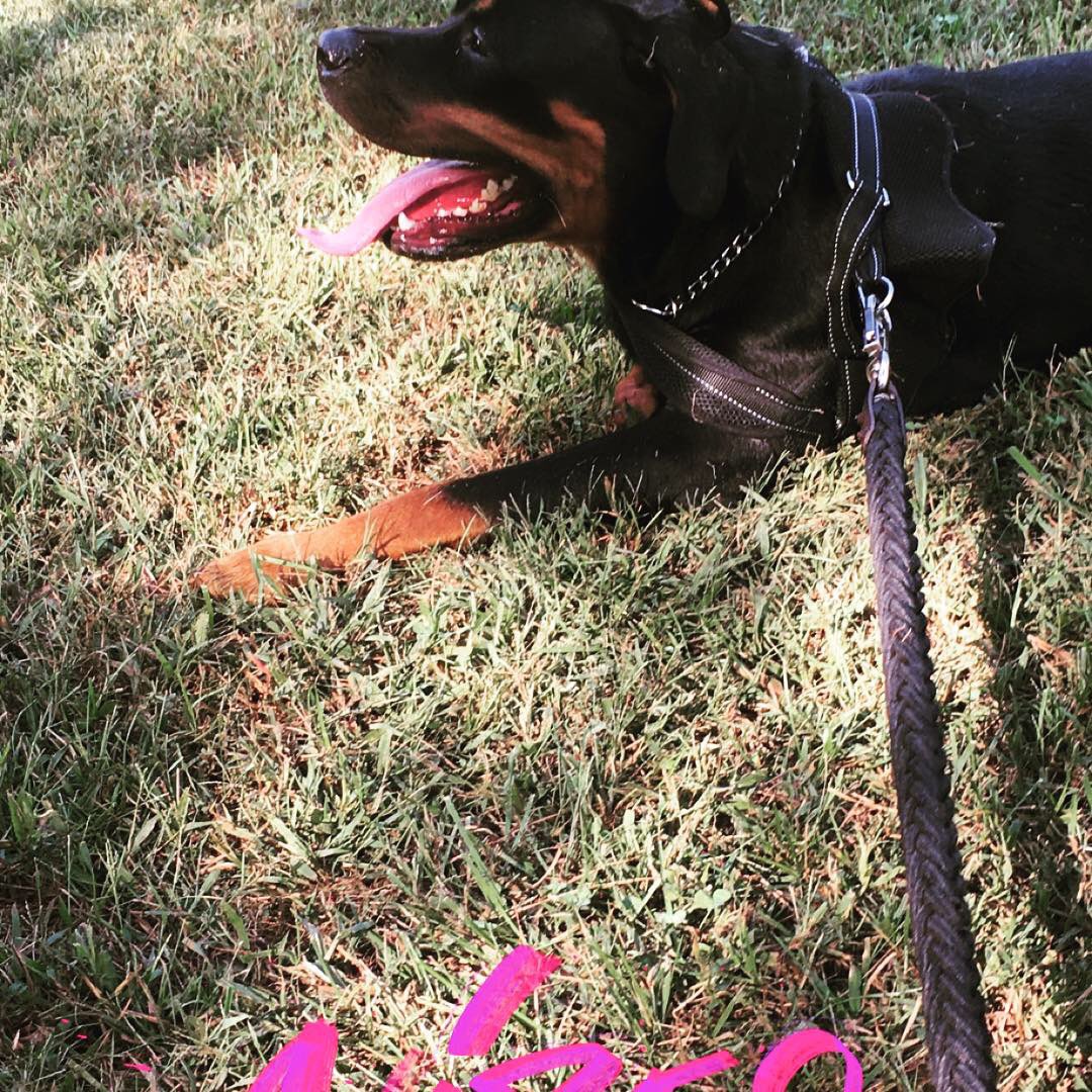 DaGatorBoy's tweet photo. Found out my Dad sold my dog that he promised not to while I was away at college and never told me. I’ll fucking miss you Diamond https://t.co/x1sBLVREbs