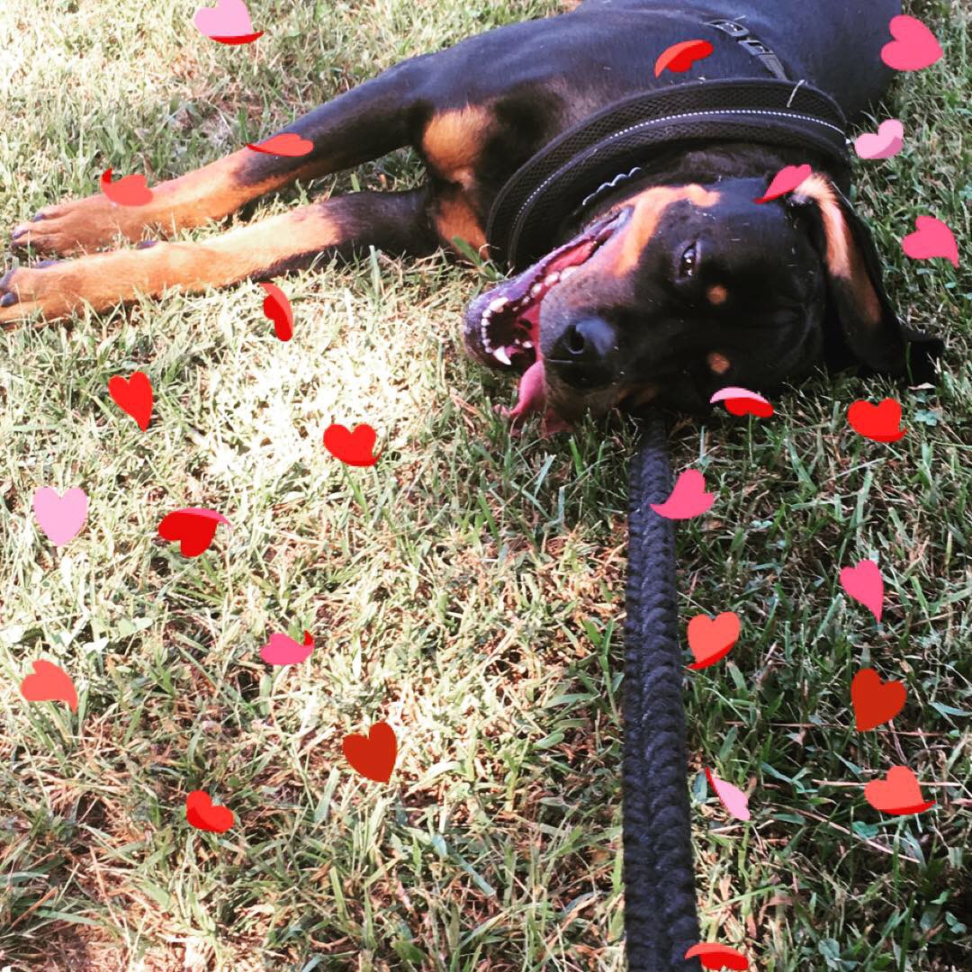 DaGatorBoy's tweet photo. Found out my Dad sold my dog that he promised not to while I was away at college and never told me. I’ll fucking miss you Diamond https://t.co/x1sBLVREbs
