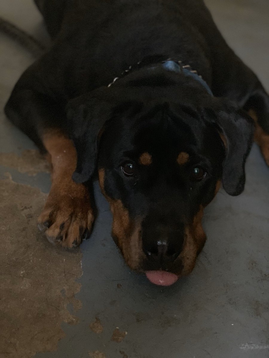 DaGatorBoy's tweet photo. Found out my Dad sold my dog that he promised not to while I was away at college and never told me. I’ll fucking miss you Diamond https://t.co/x1sBLVREbs