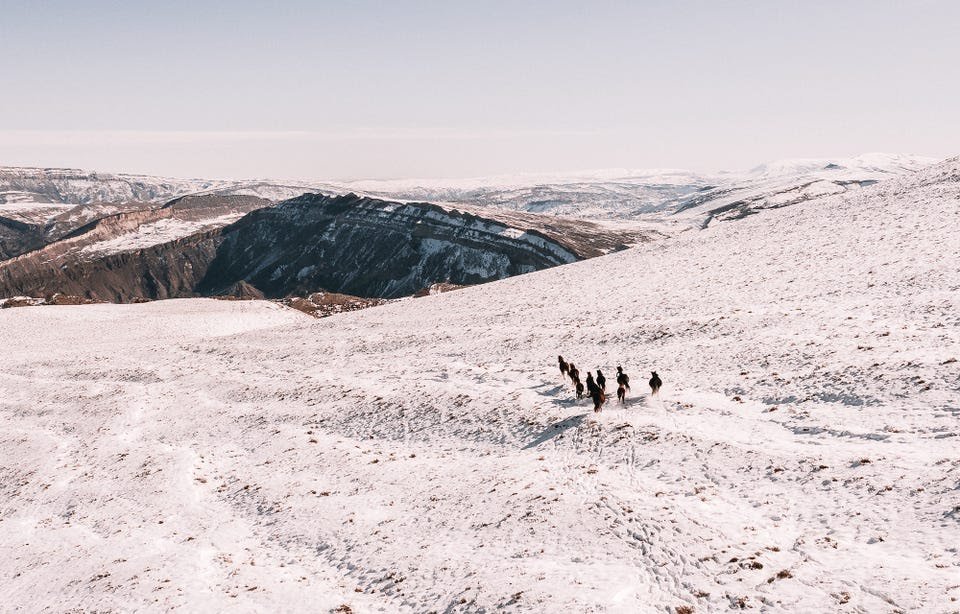 FaicDanish's tweet photo. "Dagestan mountains & wild horses" by Alexey Nikitin.
#GoodMorning
#naturephotography #naturelovers #naturepulse #photographers #photography #animalsanctuary #animalsareamazing #natureishealing #nature #animals #wildlife #wildearth #photographer #PhotoOfTheDay #fridaymorning https://t.co/ACTFJDpkn8