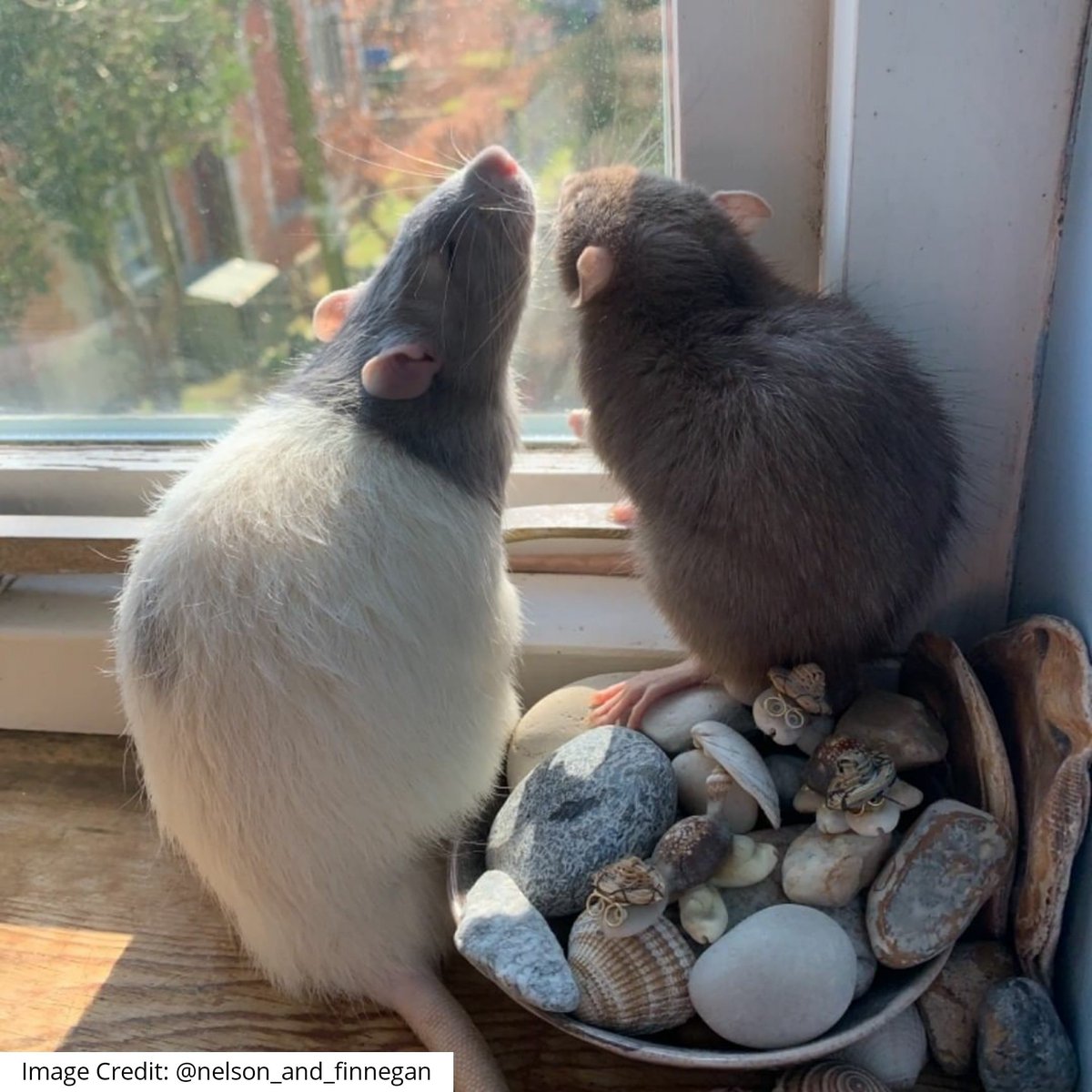 "Just need the Sand and Sea"  
🌊 🐚 🏖 ☀ 🐁🐀
#FridayFeeling #RatsOnTwitter #Rattybox rattybox.com