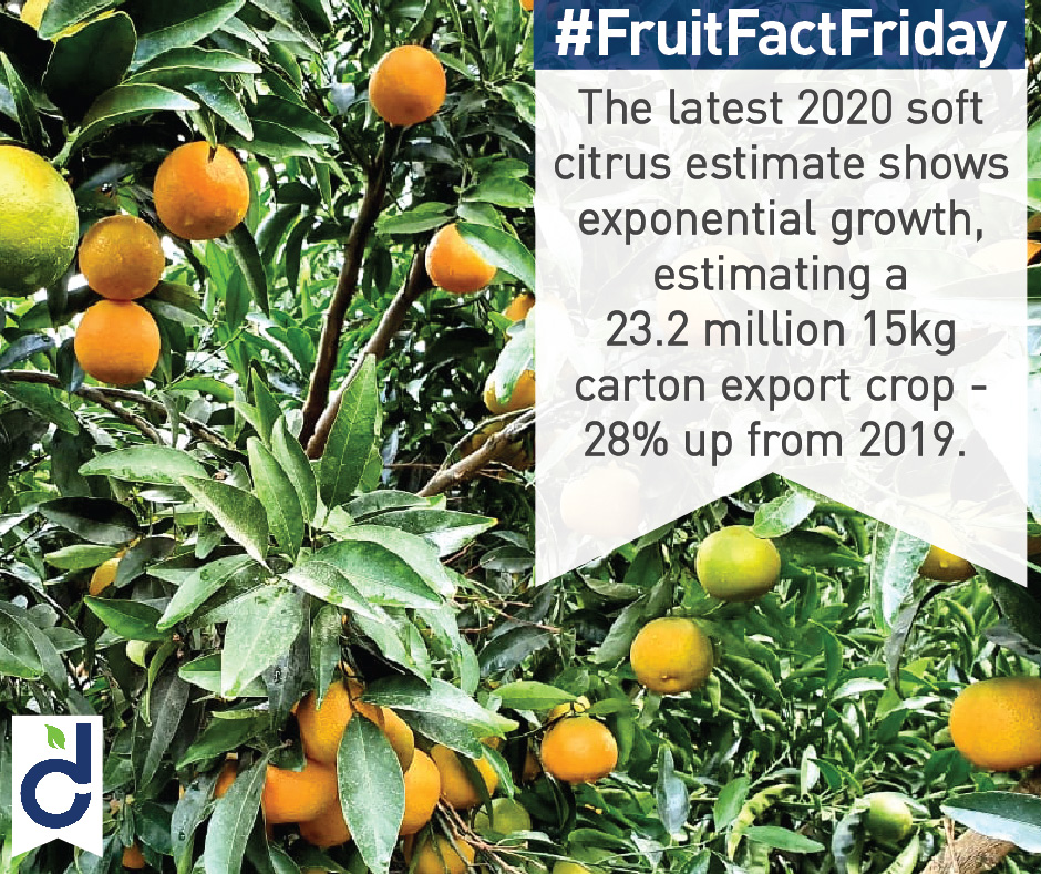 DelectaFruit's tweet photo. The 2020 #soft #citrus estimate shows exponential #growth of 28% more than 2019 - estimating a 23.2 million 15 kg carton #export crop. #2020harvest #delecta #agriculture https://t.co/Yma1yEylrS