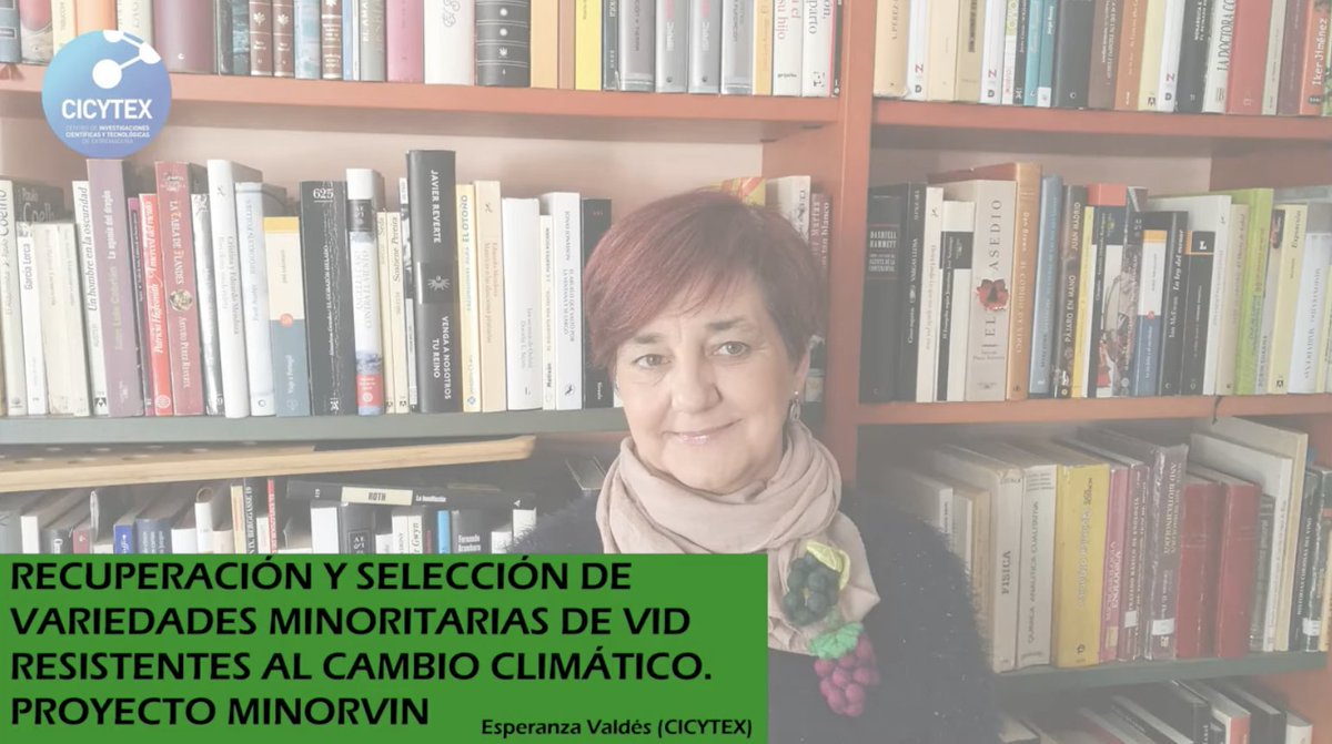 GISalimentario's tweet photo. Nuevo vídeo "Diario de @CICYTEX: La I+D que hacemos". En esta ocasión, Esperanza Valdés explica los objetivos del proyecto #MINORVIN: evaluar y valorizar 51 variedades minoritarias frente al #CambioClimático en #viticultura
➕INFO: https://t.co/aVjICVT0Oq https://t.co/hILsBEjWI8