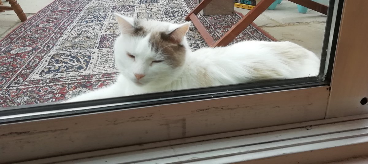 LeslieMylene's tweet photo. So mum was missing Friday's social cakes in the staffroom, so she got cakes. However they suffered for a cat-astrophy through the night. Now self-isolating further #catjail #restezalamaison #restateacasa https://t.co/poRvLuDpBz