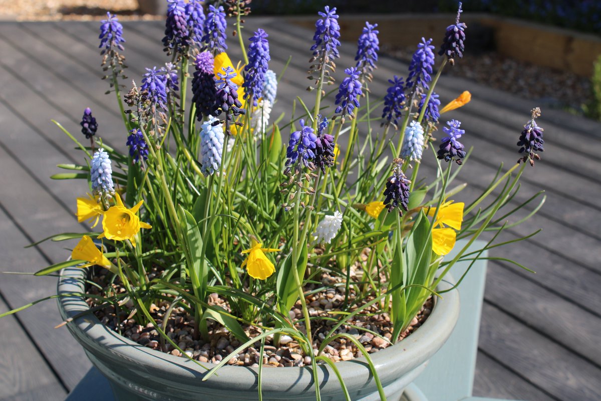 GunningAnne's tweet photo. Narcissus bulbocodium (petticoat daffodil) maybe nice in a rockery or naturalised but I'm not that impressed. The leaves are long and thin and taller than the flowers. What do you think? #leafylearning https://t.co/vExZ4HU344