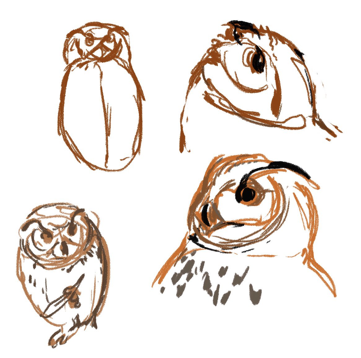 gonethreadbare's tweet photo. Some parts of an owl study 📖🦉 #sketch #owlstudy #owls #eagleowl #barnowl https://t.co/2tZ0uYccdo