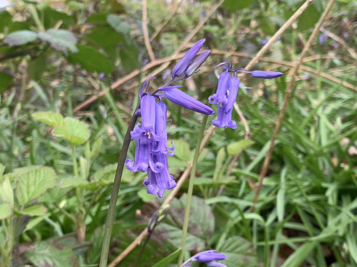 helslacy's tweet photo. @merseyforest Hi team! This one was taken in Marbury last week #NorthwichWoodlands #marburypatch https://t.co/A19qnRxlIR