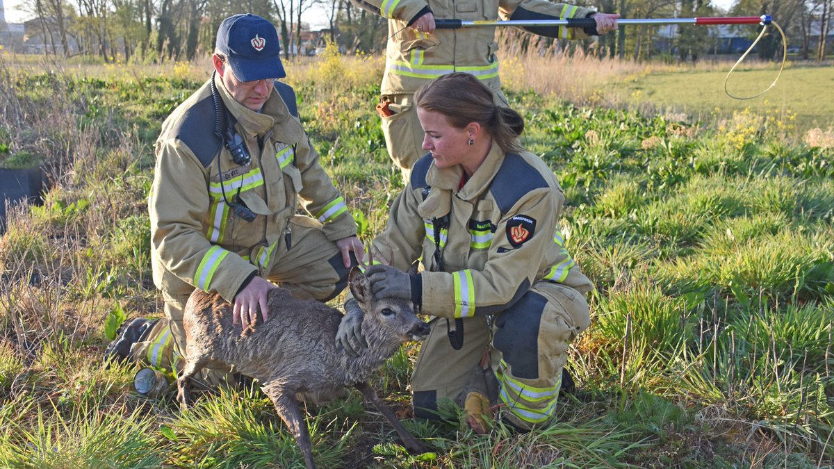 Brandweer haalt ree uit kanaal bij Meppel -..