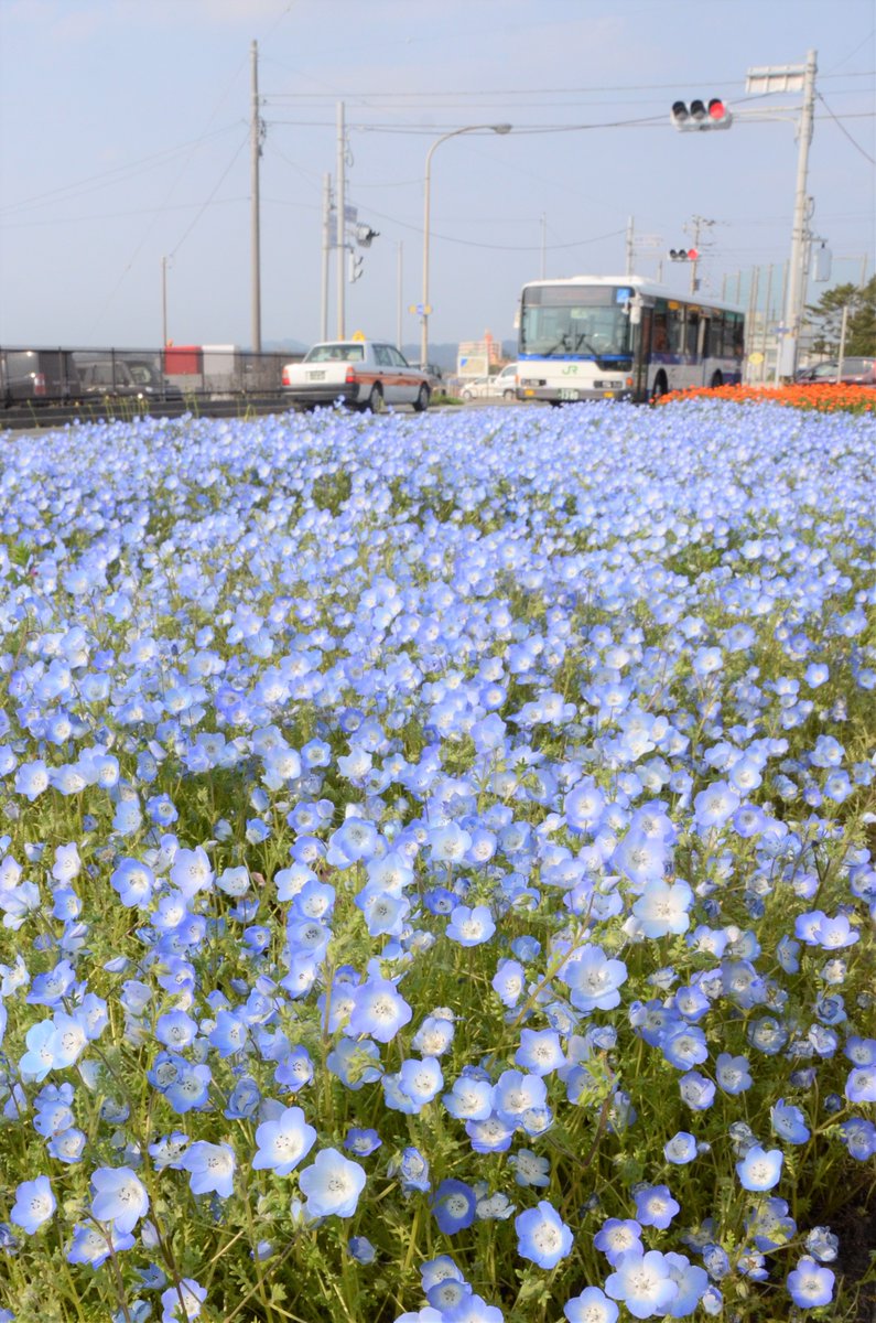 房日新聞社 渚の駅前の花壇で ネモフィラ見ごろ 館山 館山市の渚の駅たてやま前の県道沿い花壇で ネモフィラが見ごろ となり 澄んだ水色の花が爽やかに咲き誇ってる 館山 渚の駅 ネモフィラ 家庭倫理の会房総 T Co Mhv8hfzaov T 房日新聞社 渚の駅前の花壇で ネモフィラ見ごろ 館山 館山市の渚の駅たてやま前の県道沿い花壇で ネモフィラが見ごろ となり 澄んだ水色の花が爽やかに咲き誇ってる 館山 渚の駅 ネモフィラ 家庭倫理の会房総 T Co Mhv8hfzaov T
