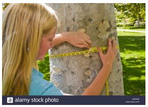 JeffcoScience's tweet image. Go outside and use basic math skills to understand how trees grow budburst.org/sites/default/… #JeffcoLearns #EverydayEverywhereScientist