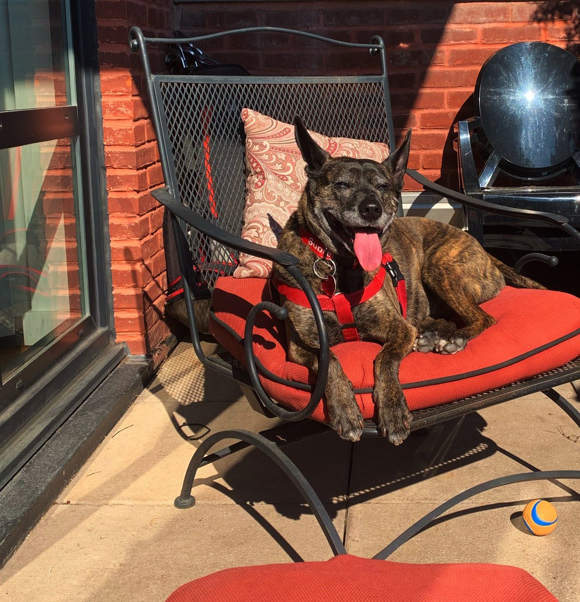 cbBKNY's tweet photo. That’s a #Fridayfeeling right there. That’s also some love from #Bkny  

#dogs #dogsofistagram #dogsoftwitte #doglife #friday #fridayvibe #lockdown https://t.co/XqZFiNcWnE