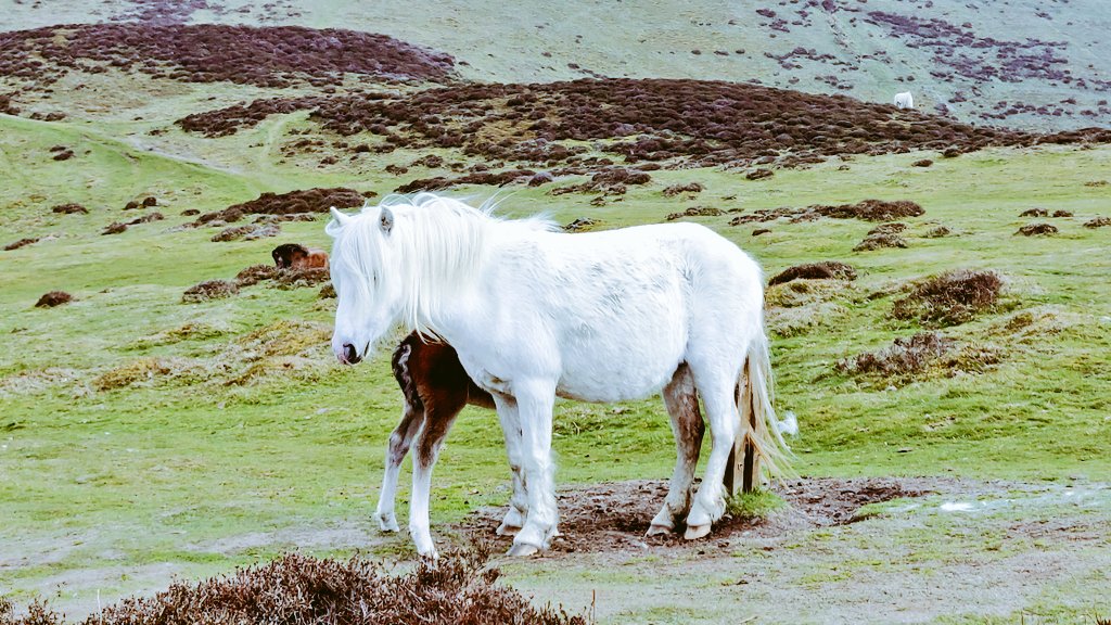 Local residents on #LongMynd oblivious to the "hooooman" crisis....sheer beauty, another reminder of how lucky we all are to have nature on our doorstep ( which we enjoy just once a day) #shropshire @ShropHillsAONB @ChurchStretton1