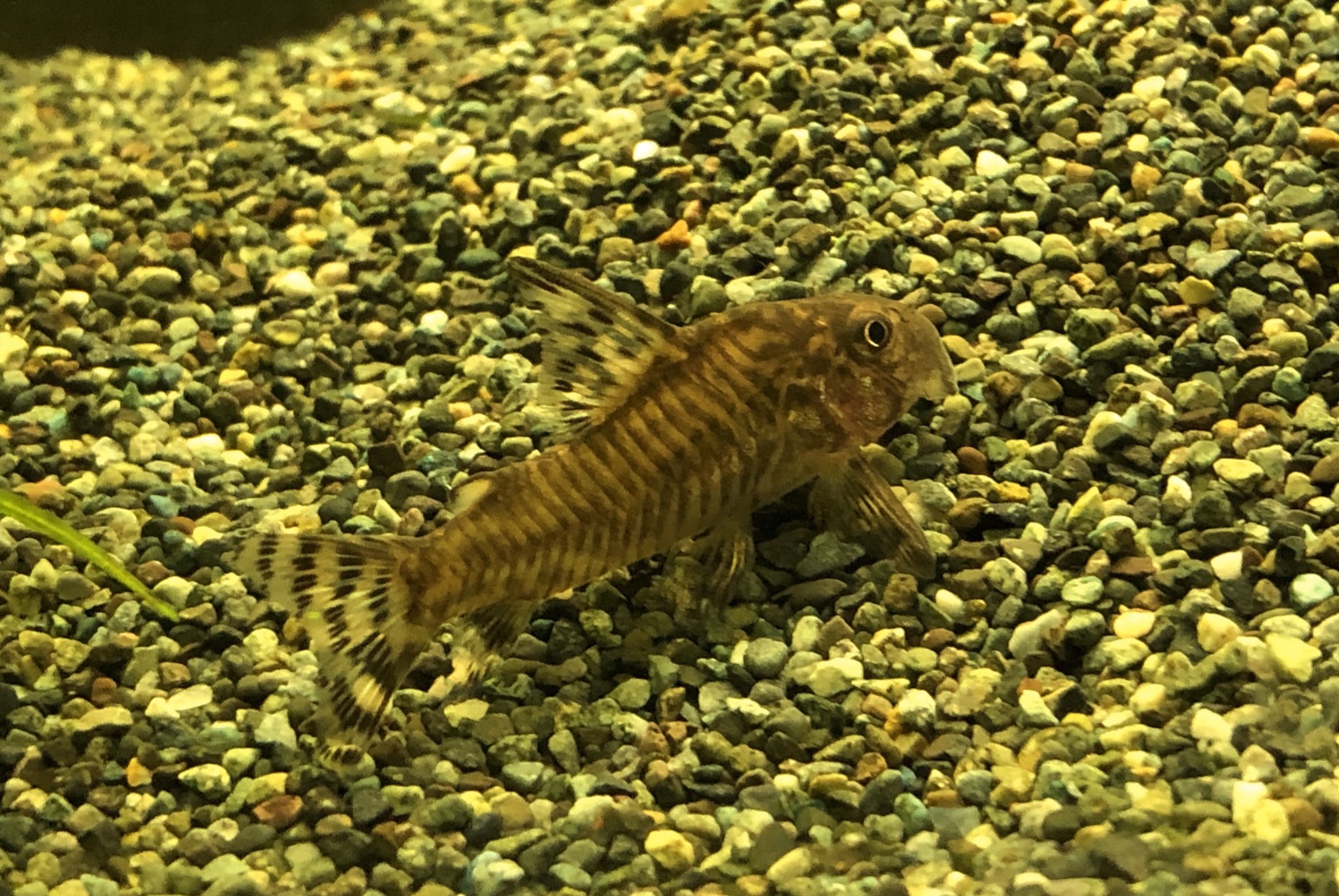 ট ইট র アクアライフ山田 27 コリドラス C146 ゼブリーナもどきみたいな扱いを受けることもあるけど こいつはこいつでカッコいいかと