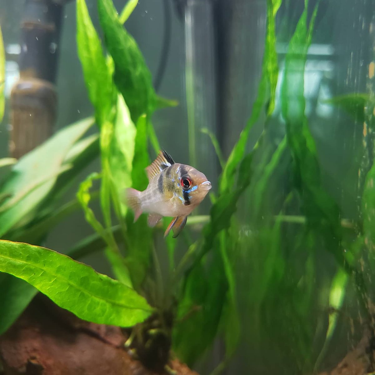 This is a German Blue Ram, native to the Orinoco River of Venezuela/Colombia. Unlike many other fish, they like to form monogamous pairs and take care of their babies (fry). A typical clutch may have up to 300 eggs! #FishFactFriday