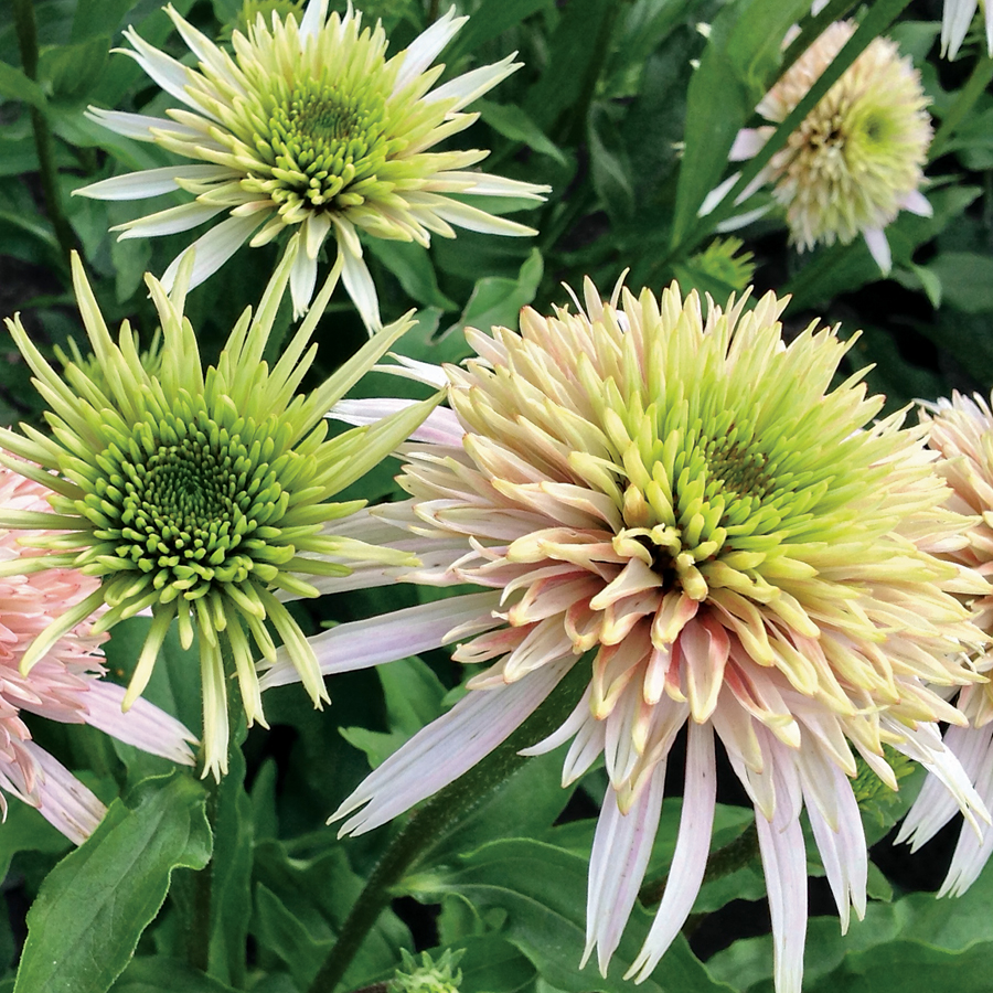 From Coreopsis and Phlox to Irises and Peonies, our sun perennials are ready to bring much-needed color to your flowerbeds and borders or anywhere throughout your garden that long-lived beauty is desired!. #waysidegardens #perrenials