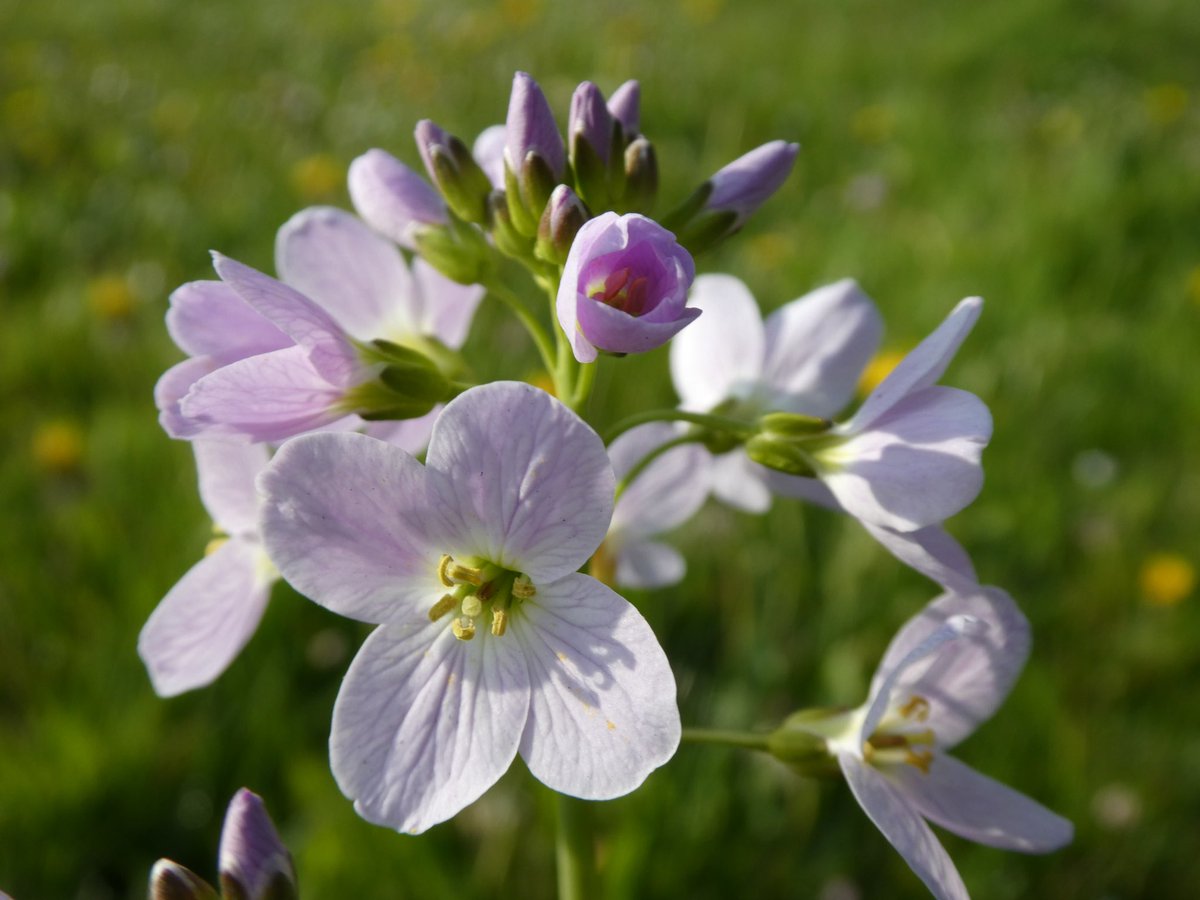 One upside of the lockdown is that local authorities aren’t mowing the life out of our #roadverges at the moment.  This one near me @FlintshireCC has lots of lovely mauve Cuckooflower thriving on it.

#365DaysWild @BSBIbotany @Love_plants @PlantlifeCymru #wildflowerhour 🌸