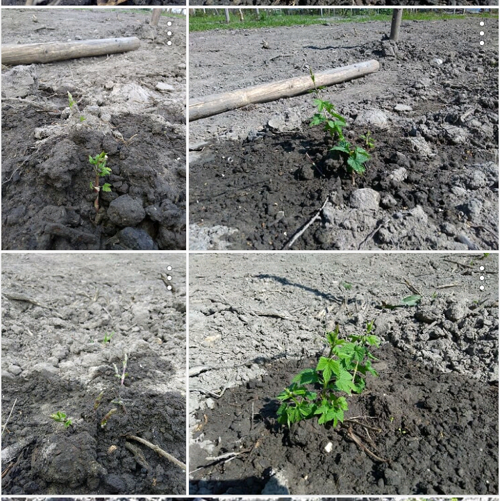 BrouwerijStijl's tweet photo. Hop hop hop
De Stijl Hoptuin groeit!
(Links 6 en rechts 17 april)
Wil je nog een plant adopteren? Er zijn er nog een paar beschikbaar. Kijk dan hoe schattig! 😜
https://t.co/YPTvV0c1Ng
@ggcAlmere @weerwoud #adoptallyhop #brouwerij #stijl #almere #floriade #ally #hops #craftbeer https://t.co/GD8cq6HS2e