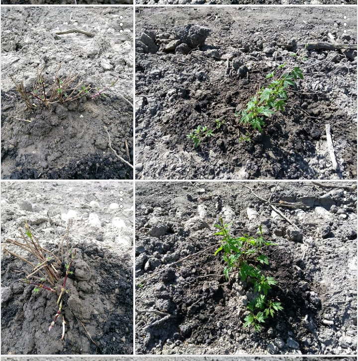 BrouwerijStijl's tweet photo. Hop hop hop
De Stijl Hoptuin groeit!
(Links 6 en rechts 17 april)
Wil je nog een plant adopteren? Er zijn er nog een paar beschikbaar. Kijk dan hoe schattig! 😜
https://t.co/YPTvV0c1Ng
@ggcAlmere @weerwoud #adoptallyhop #brouwerij #stijl #almere #floriade #ally #hops #craftbeer https://t.co/GD8cq6HS2e
