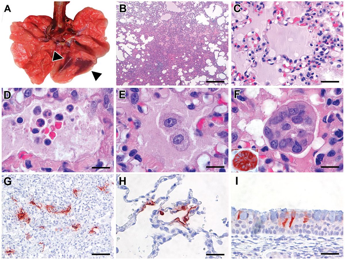 Científicos de los Países Bajos publican en <a href="/ScienceMagazine/">Science Magazine</a> que al inocular el  #SARSCoV2 en macacos 🐒, estos desarrollan #neumonía igual que los humanos, por lo que son un buen modelo para estudiar la enfermedad. #Covid_19