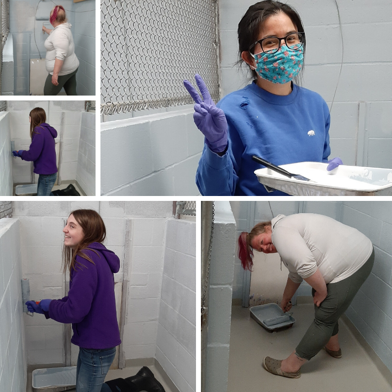 UVHumaneSociety's tweet photo. Even though we're still closed to the public, our staff is working hard (in shifts, of course)! There are plenty of projects that need to happen around the shelter, like repainting the kennels!
#UVHS #animalshelter #animal #shelter #humanesociety #stillhardatwork https://t.co/imyZfz1HPi