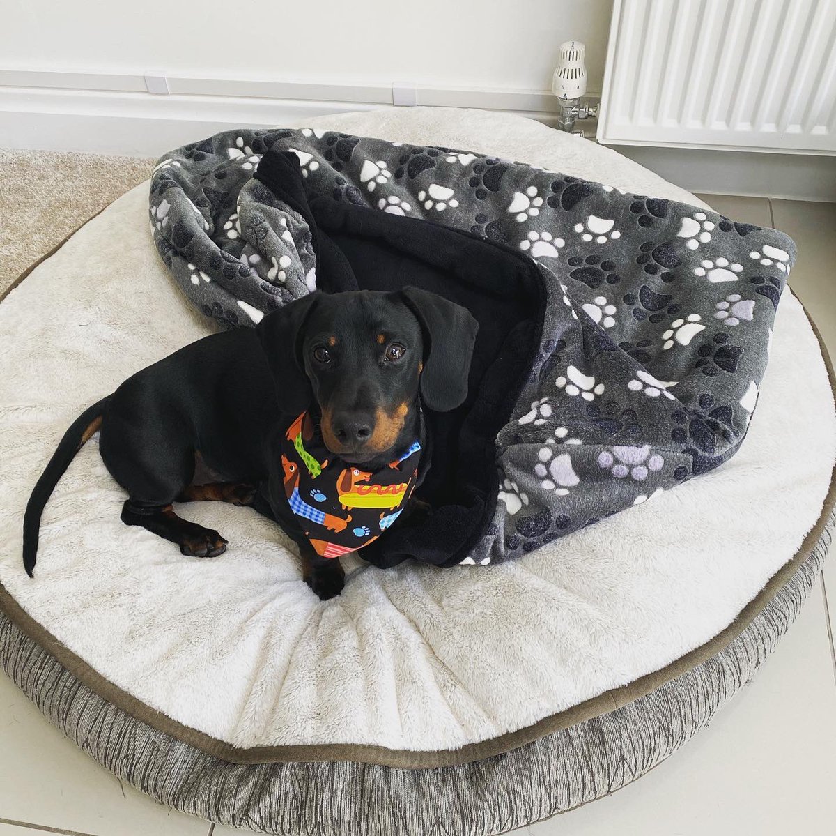 sarah_comber's tweet photo. New bandana and blankie day πΎπΆ
#GusGus #dachshund #dachshundpuppy #doxie #doxiepuppy #doggo #puppy #sausagedog #dapperpup #dogbandana #bandana #hotdog https://t.co/ravHrkVqDL