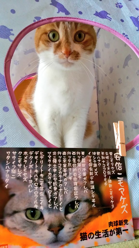 miya_tasu's tweet photo. @hirunekobooks 連帯させて下さい‼️🐈️🐾
#CatParade 
#自粛と補償はセット 
#肉球新党 https://t.co/v6eAHgYW38