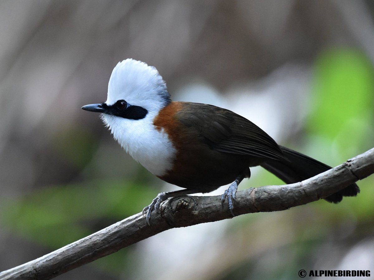 AlpinebirdingT's tweet image. White-crested Laughingthrush(Garrulax leucolophus）
Unmistakable largish laughingthrush with bushy-crested white head. This photo was taken in Yunnan, China, in February 2019.
#birding #BirdsofPray #birdwatching #birdphotography #birds #BirdTwitter #bird #naturelovers  #nature