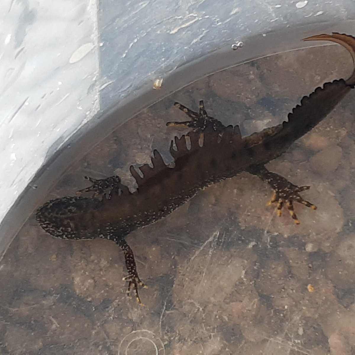 wild_service's tweet photo. First Great crested newt of the season on one of our sites. https://t.co/hTfFNkweP2