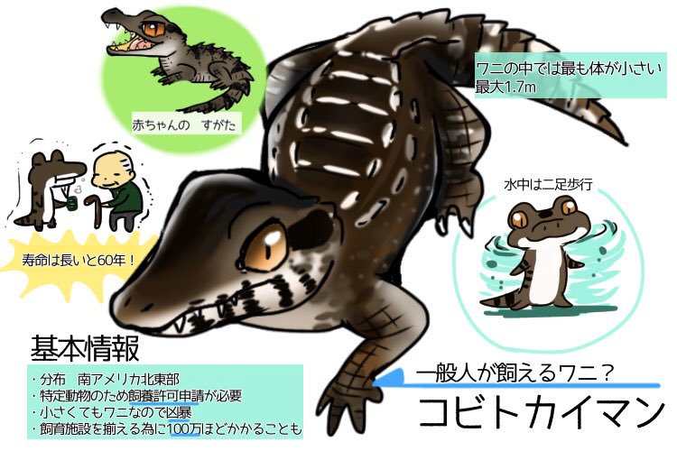 消えない 爬虫類チョークアート 堂園ちき 成人男性と同じ大きさになるワニをあなたは果たして飼育できますか ワニの中でも小さいコビトカイマンについてこのようにまとめてみした 飼育の為の基準としてどうぞご参考になさって下さい T Co