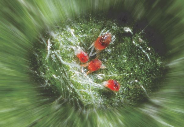 Spint onder controle met FLORAMITE

Hoe pakt u dit seizoen de bestrijding van spint aan? Het middelenpakket wordt steeds kleiner en bovenwettelijke eisen van klanten maken het er niet makkelijker op. 
Lees meer: upl-ltd.com/nl/news-detail… #spint #glastuinbouw #boomkwekerij #aardbei