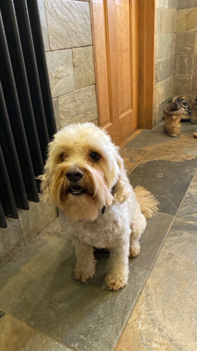 ADOGSBIZ's tweet photo. Groomed my clients dog Woody his owner called to say woody clod the see 😎 so we gave him a nice clip and a bath he stayed a couple of nights so he could get some off leash time at our Dogs woodlands xxx https://t.co/B1P7gefEd4