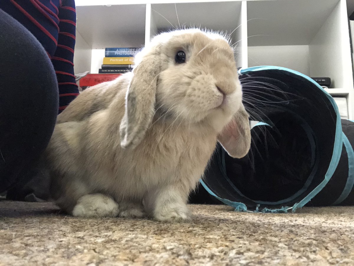 ruthellisdon's tweet photo. @IAmChrisRamsey we have a house trained rabbit! Used a litter tray just like a cat 🐰 https://t.co/hNrN1swNmw