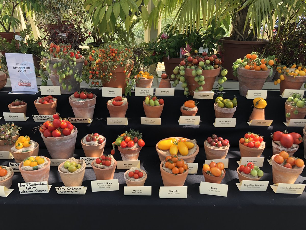 PowersFlowers's tweet image. This is the last daily 🍅 #ATomatoADay 🍅 for the moment. I don’t want to overload your timelines with happy toms when there is so much other feel-good stuff out there. Here are some pics from last year’s Totally Terrific Tomato Festival @NBGGlasnevin. #TTTomFest20 #TomatoLove