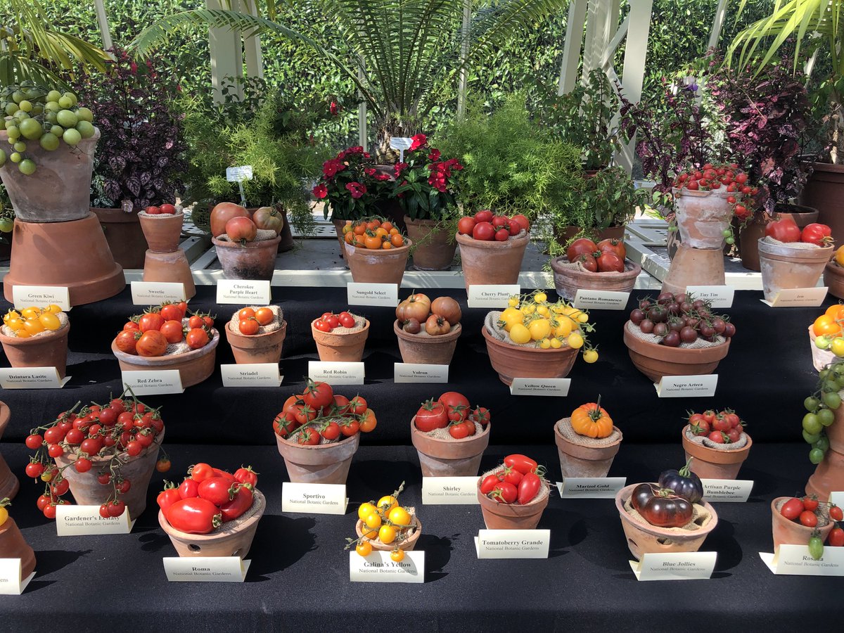 PowersFlowers's tweet image. This is the last daily 🍅 #ATomatoADay 🍅 for the moment. I don’t want to overload your timelines with happy toms when there is so much other feel-good stuff out there. Here are some pics from last year’s Totally Terrific Tomato Festival @NBGGlasnevin. #TTTomFest20 #TomatoLove