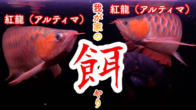 アロワナ あつ 森 Article
