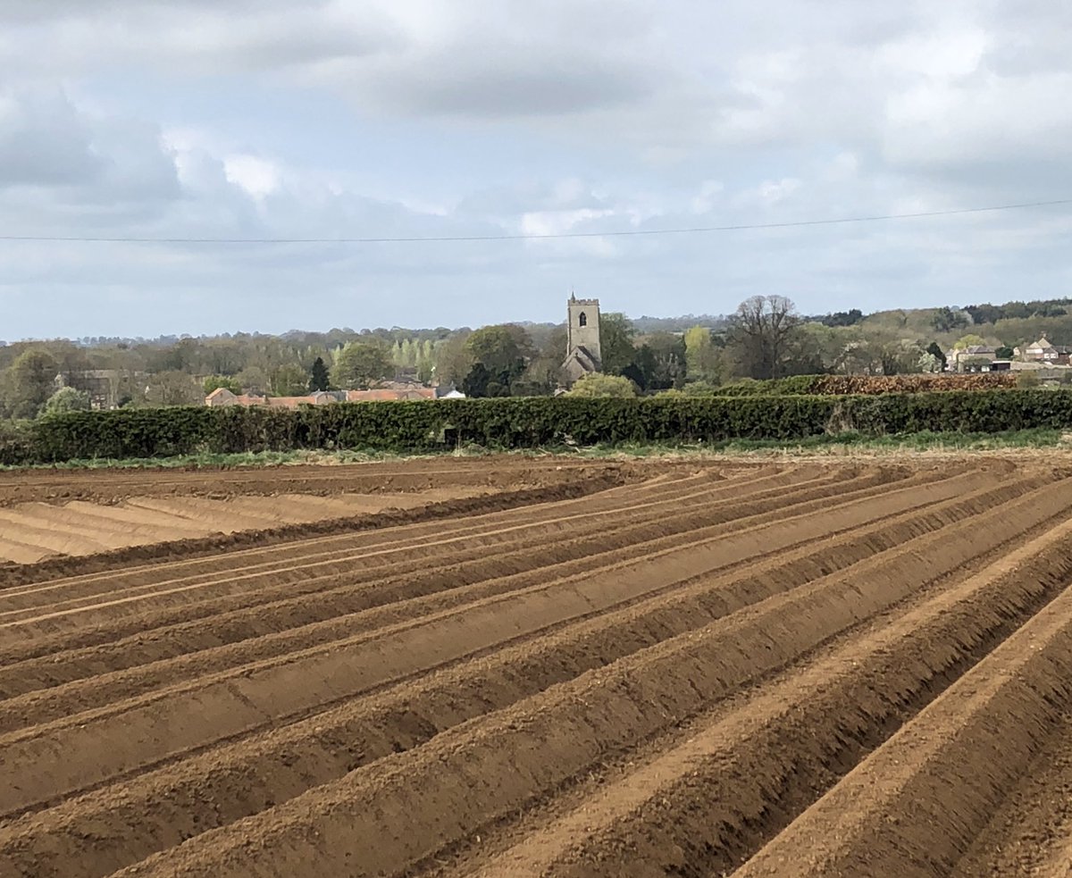 BantamHunter's tweet image. Morning Ride out to #Spofforth #potato #fields