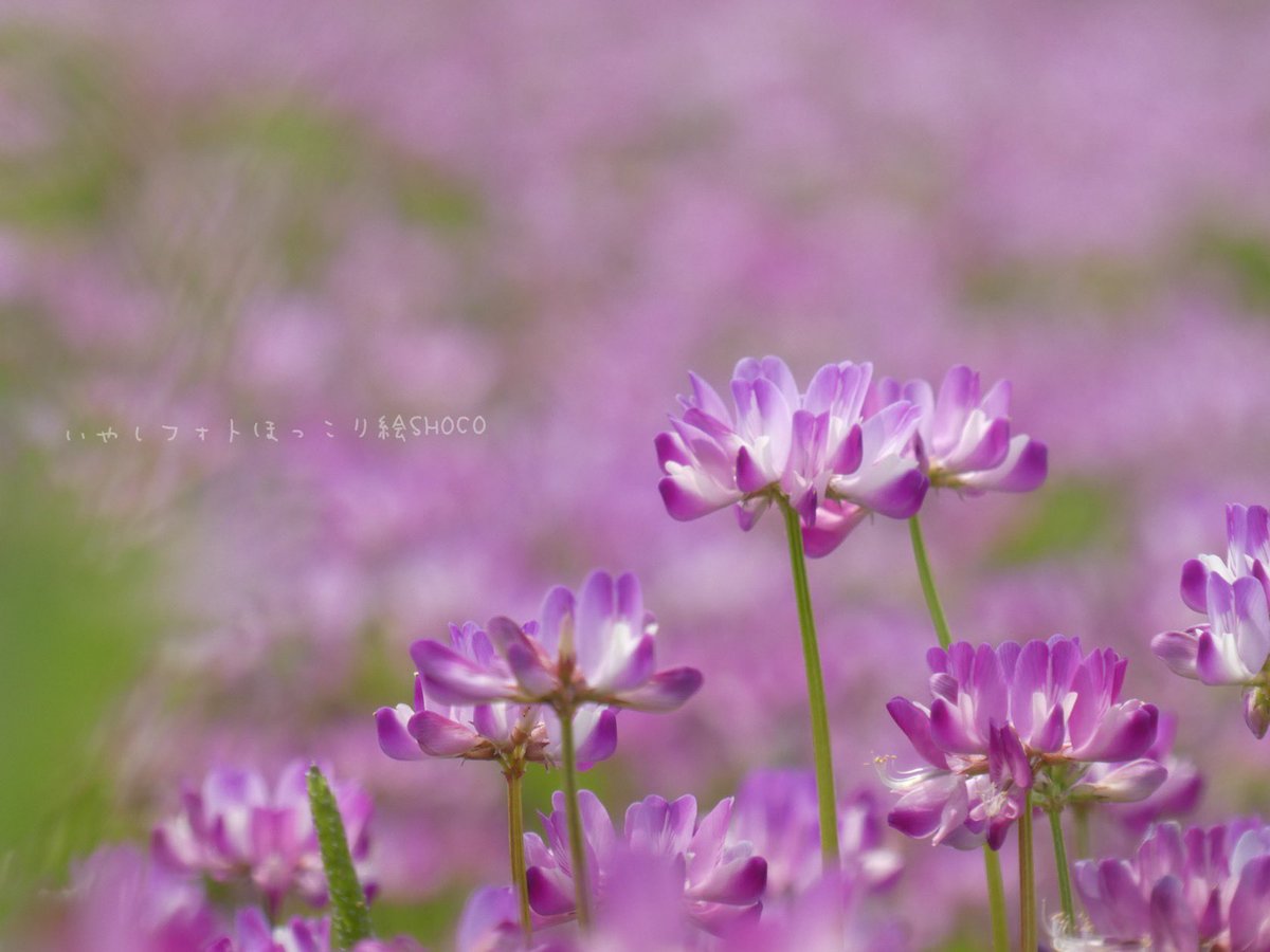 蓮華草 蓮華草