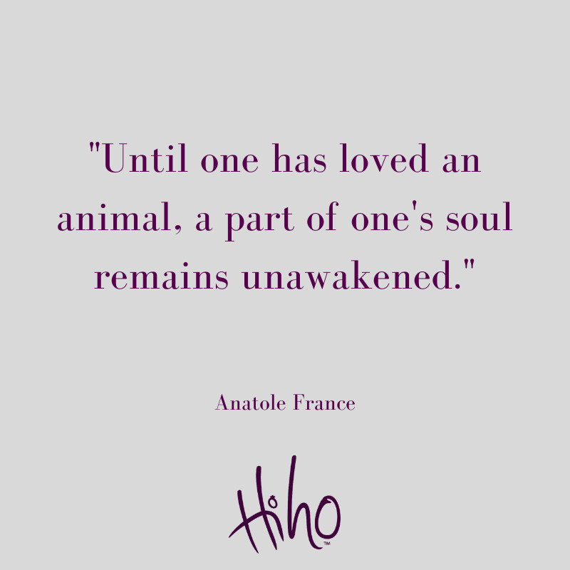 We couldn't agree more. We're appreciating our four-leggeds more than words can express.⁠
We feel like all around the UK there are so many dogs who are having the best time as their humans are hanging out with them. Is yours living their best life at the moment?⁠