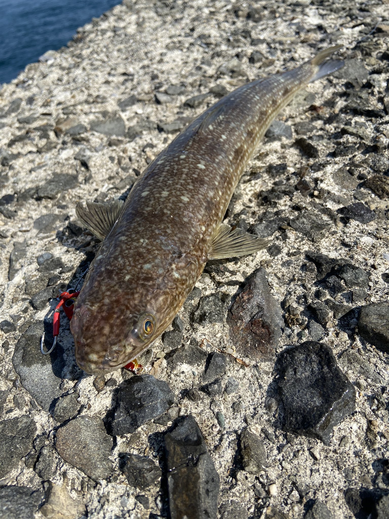 うっつん 愛媛県住みます芸人 釣りに行きたすぎてコイツですら愛おしい 釣り芸人 エソ 外道やけど本当は美味しい魚だよ T Co We0lgz2ro7 Twitter