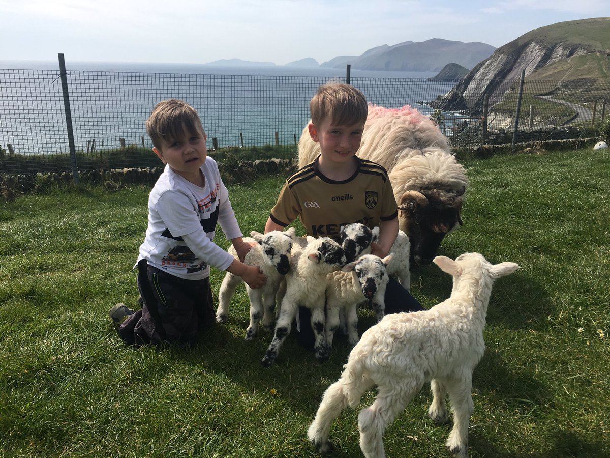 Iontas mór ar an bhfeirm is sia siar in Éirinn...

Cúigrín! 

Caora ins gach milliún caora a dheineann an t-éacht a deir saineolaithe.

Seo iad Tomás agus Mícheál Ó Dubhda ó Chom Dhíneol &amp; siad atá go morálach as an gcúig uan scotch. 
#CorcaDhuibhne